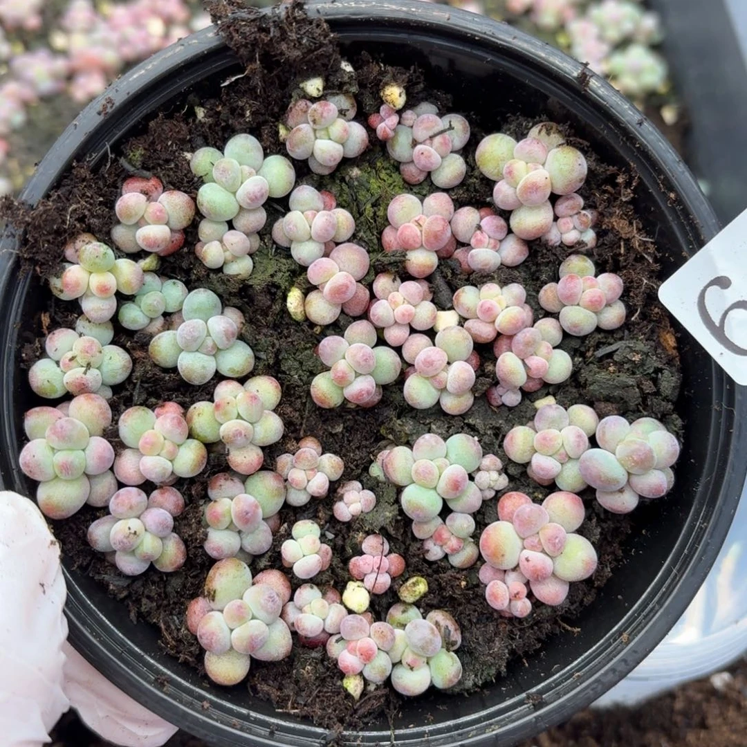 多肉植物多肉植物6