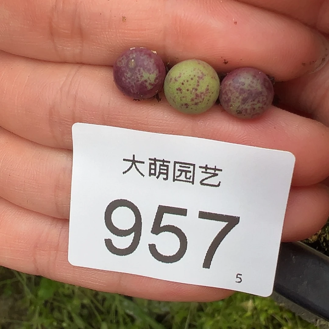 0000957量拍紫红嘴3颗尺寸小