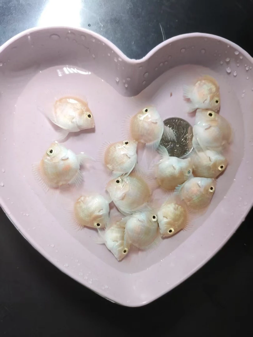 台系高背白金小体迷你鹦鹉鱼