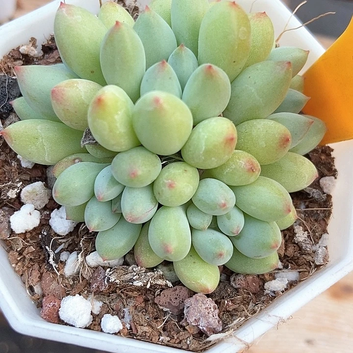 多肉植物萤火虫2011多肉