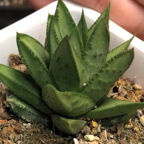 白肌赤耳硬叶带盆发货哈哈