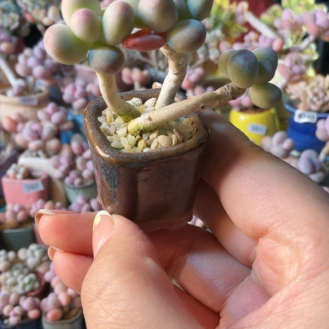 -**漫多肉植物的生长发育与生长