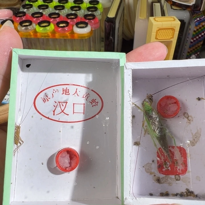 长须霍氏加长须大黄龄