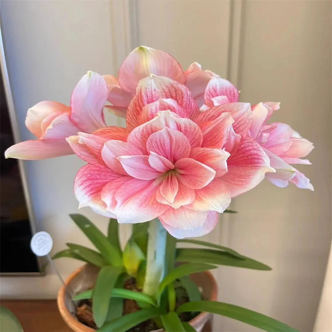 【进口荷兰】重瓣朱顶红种球四季开花好养绿植花卉植物室内盆栽懒人