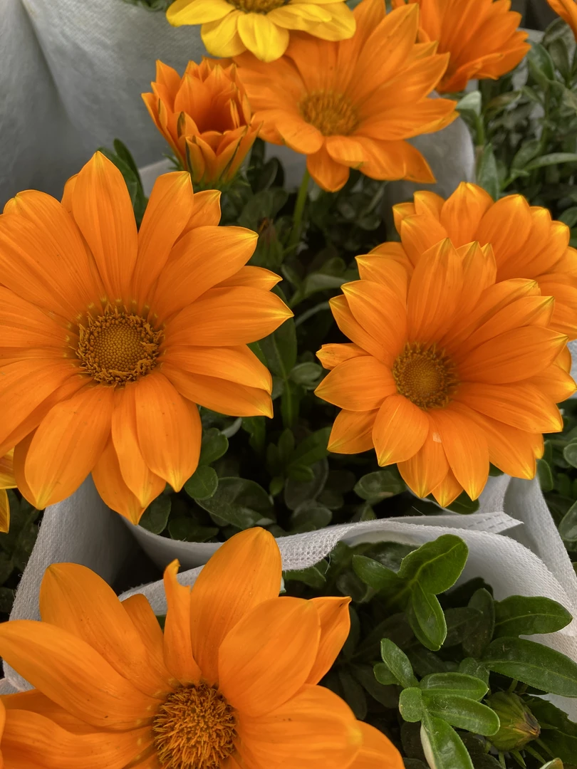 【勋章菊】1加仑盆 多年生庭院地被花期长 四季开花卉植物耐寒耐热