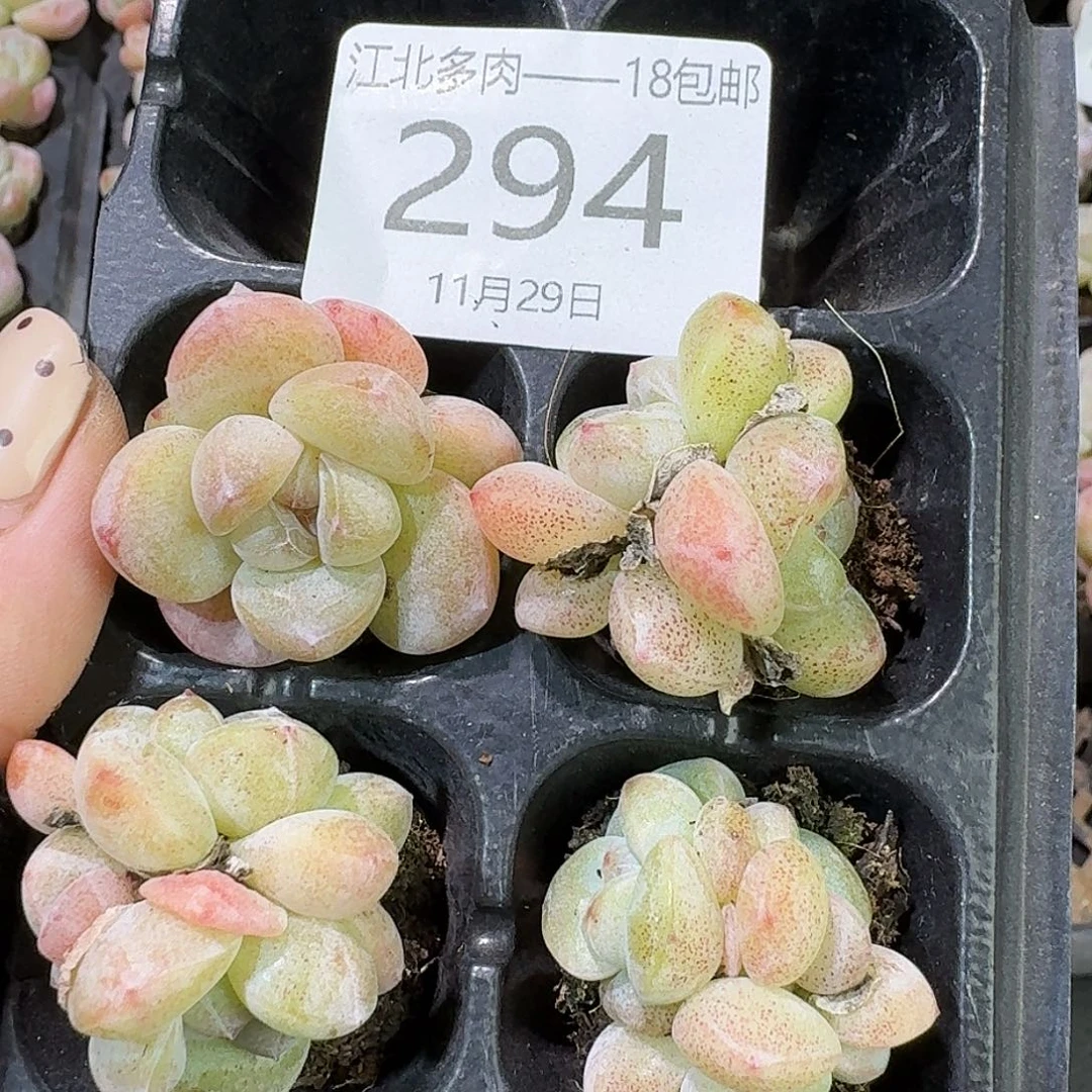 294 号到手1框一物一拍