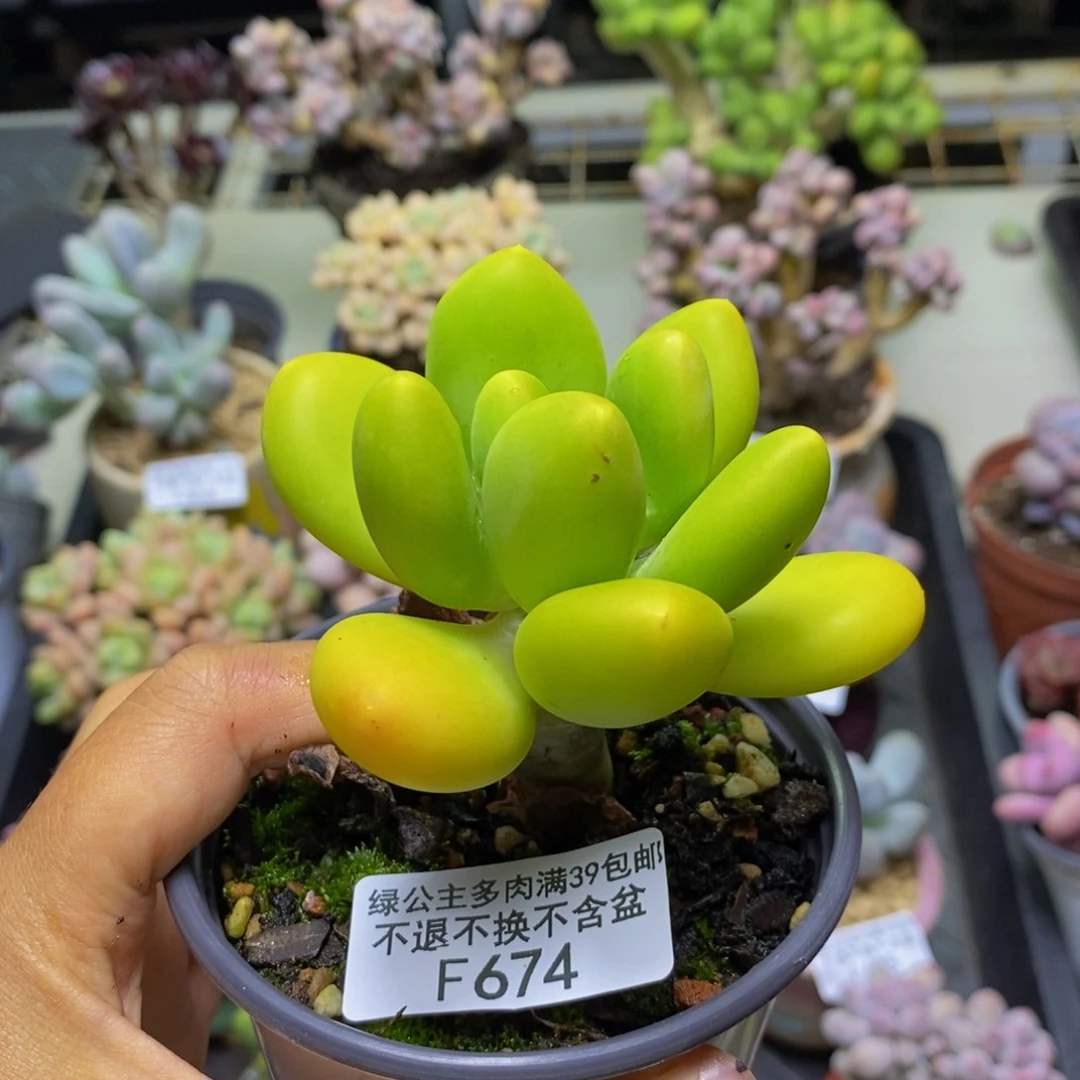 674金蟾多肉肉6c m