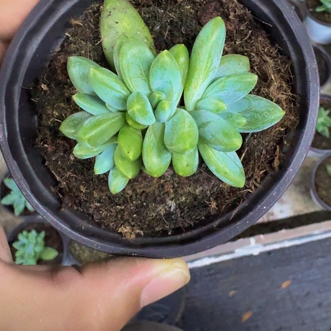 阿蒂斯托 叶插 一物一拍