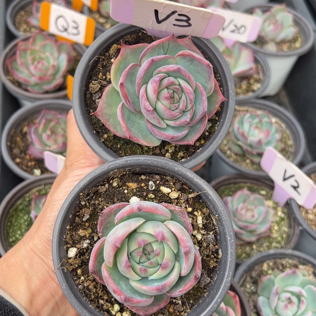 爱****菇V3惊鸿单头多肉2颗