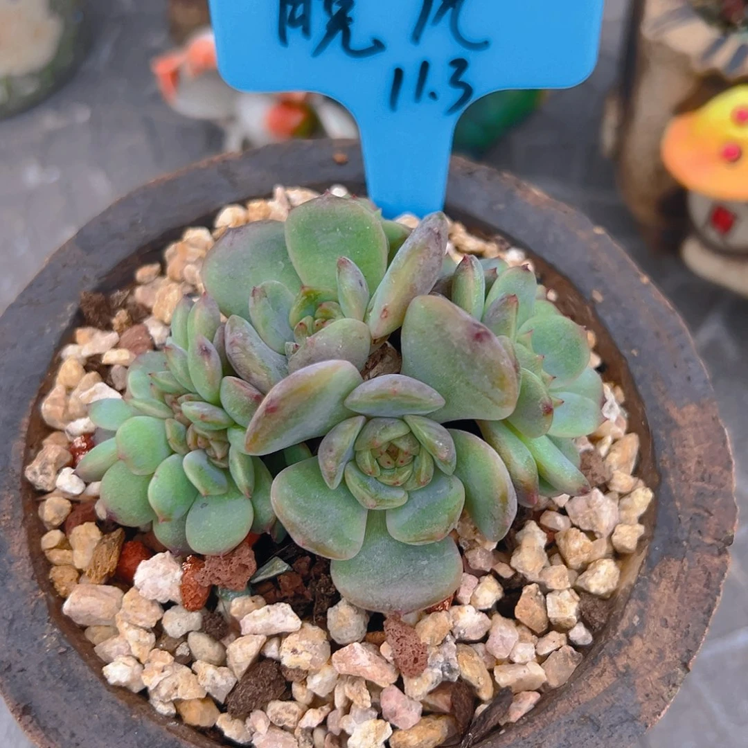 ****风一物一拍，红色恋人群