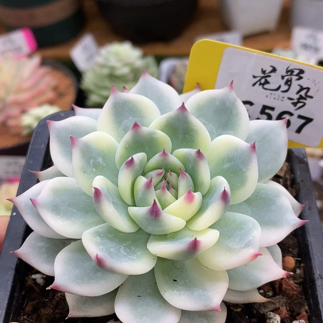 567娃娃哈哈哈哈哈哈哈