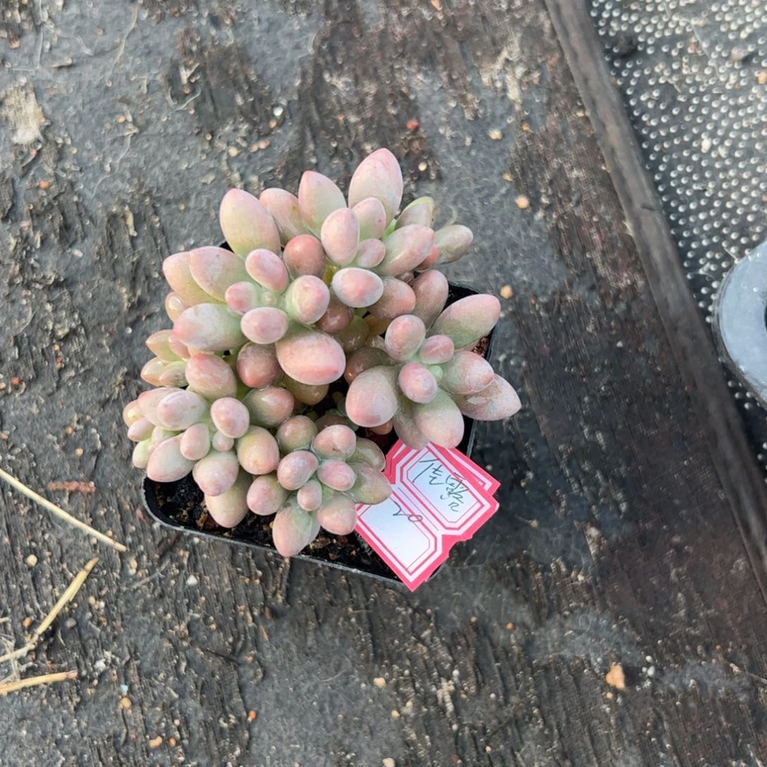 多肉植物多肉植物
