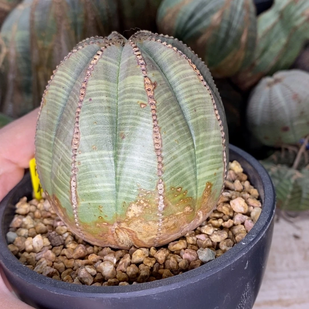 38 欧系实生布纹球多肉植物