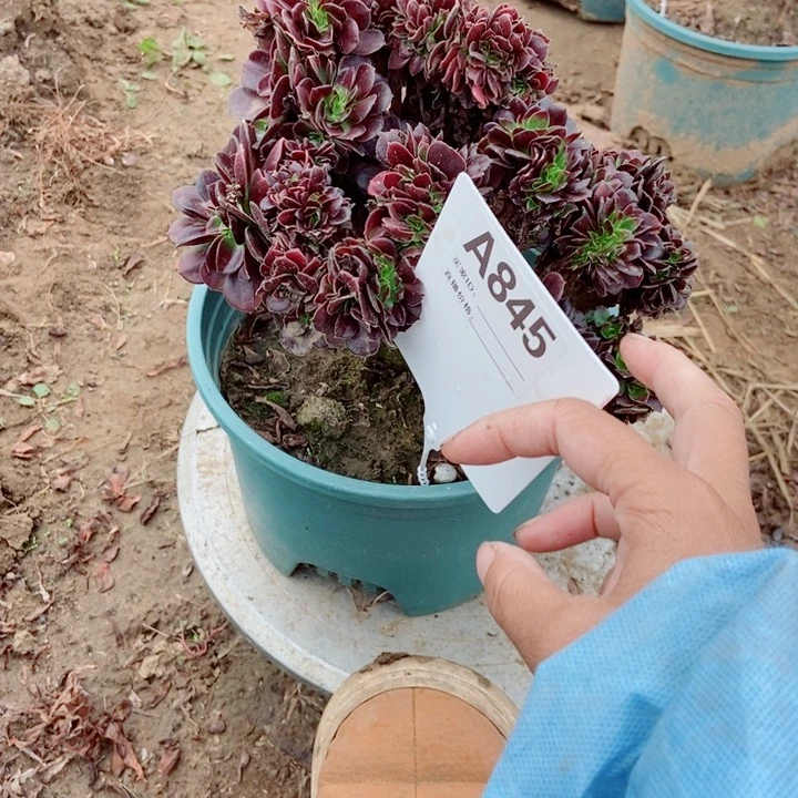 何***╲845欧紫欧紫欧紫欧紫欧紫