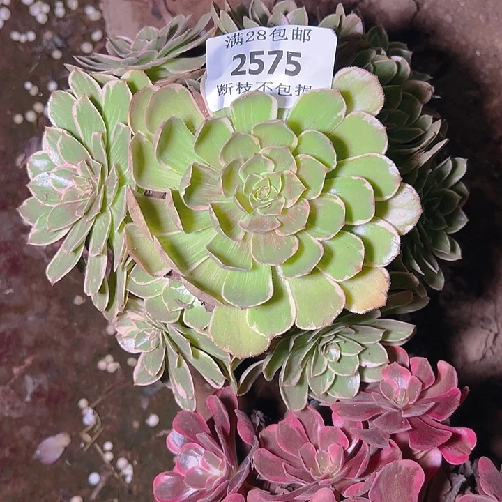 2575莲花座多肉植物