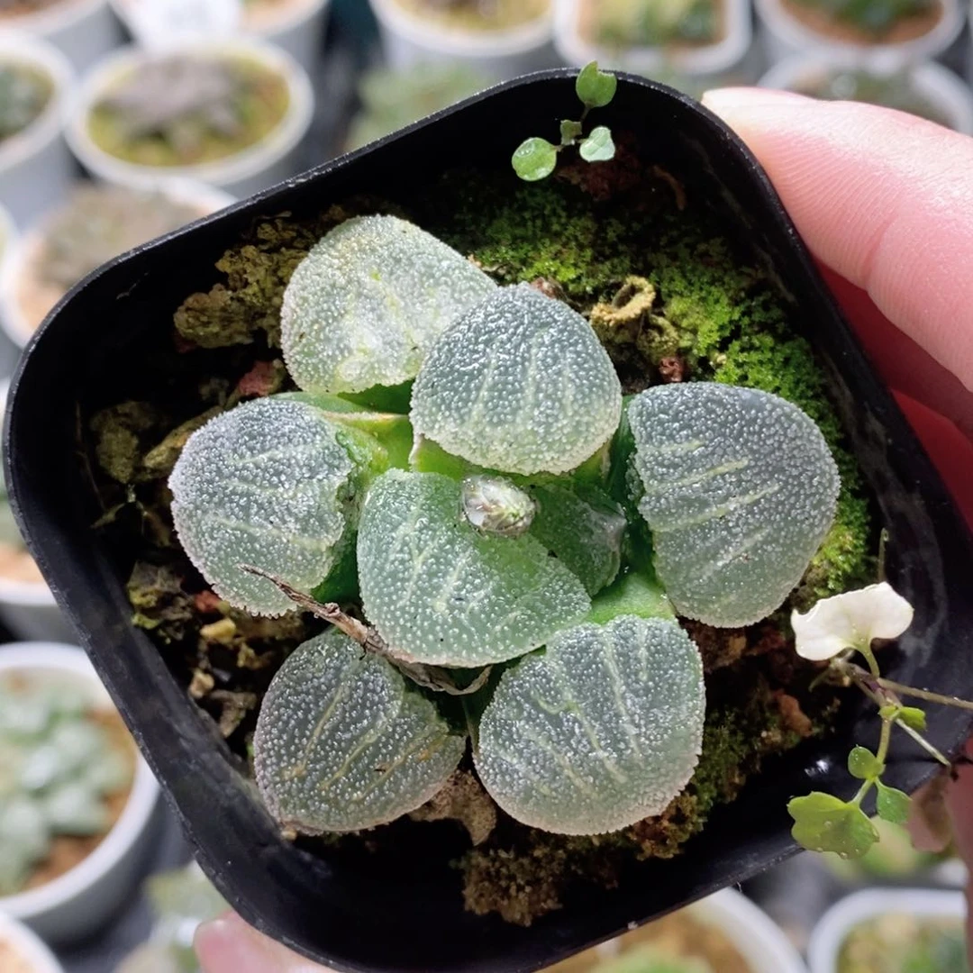 青瓷寿玉露多肉植物