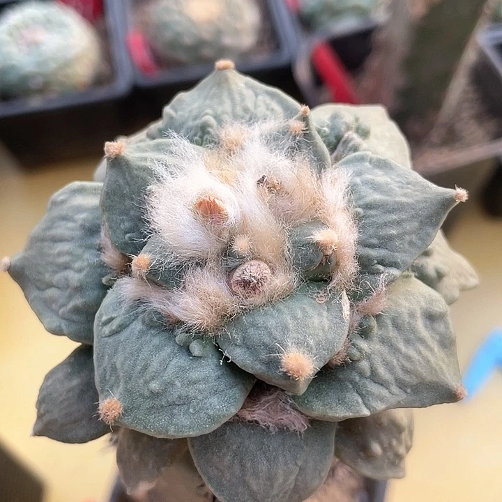 仙人球袖浦接怒涛086