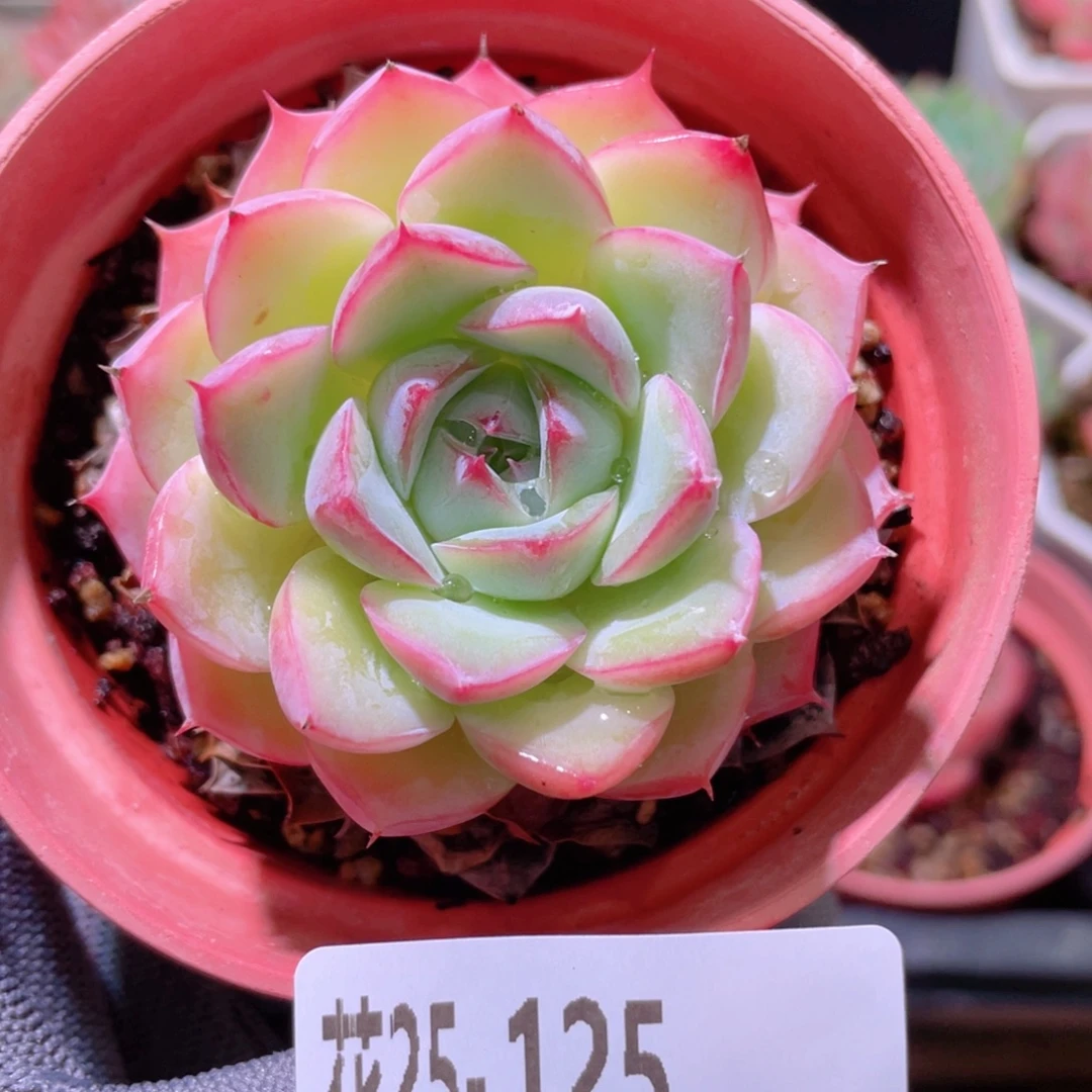 花利美25-125粉水晶