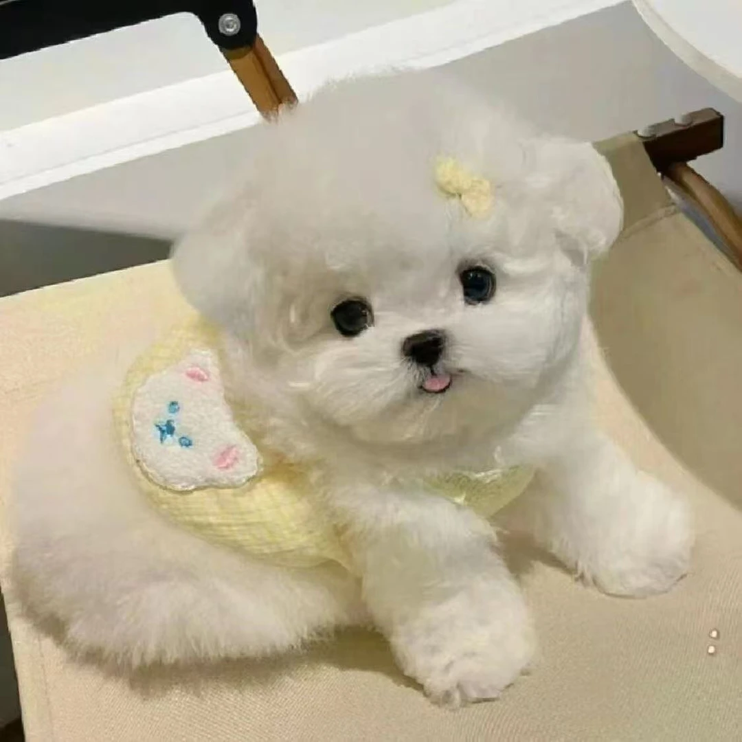 比熊犬宠物狗幼犬可爱棉花糖小比熊短毛小型犬便宜2个月活泼幼崽