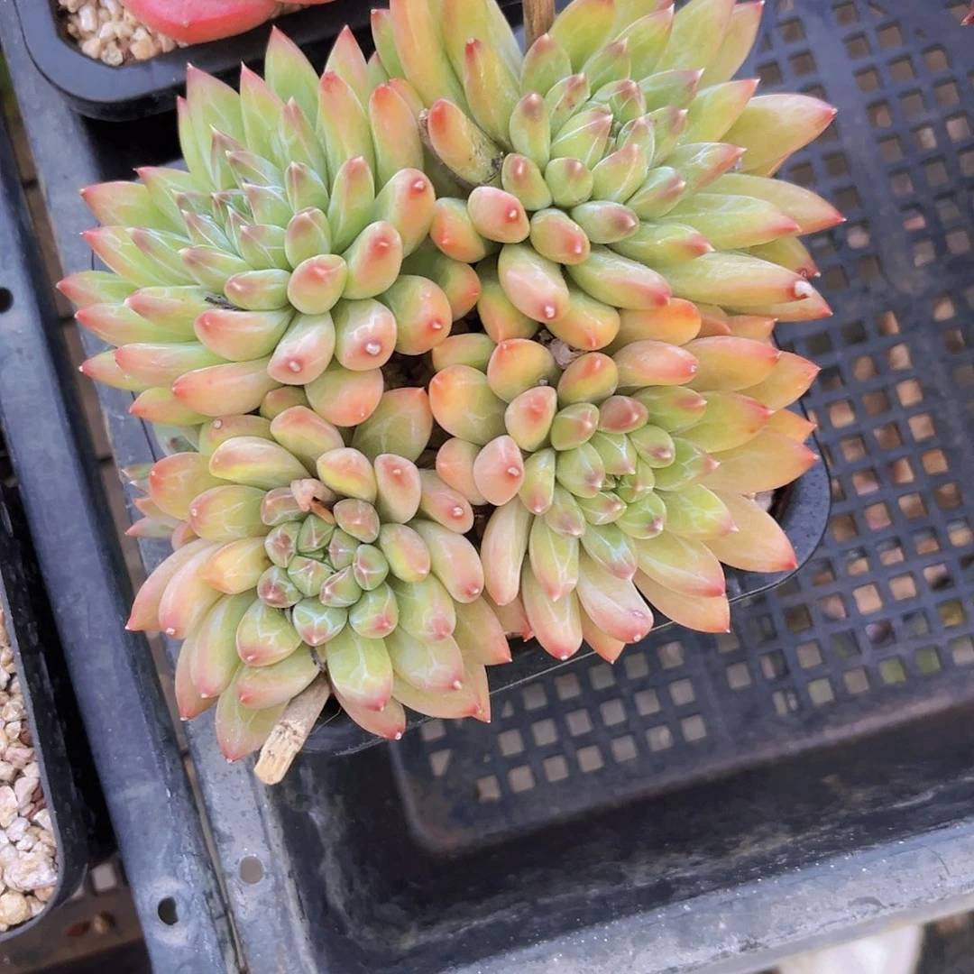 11公分美人9999998999