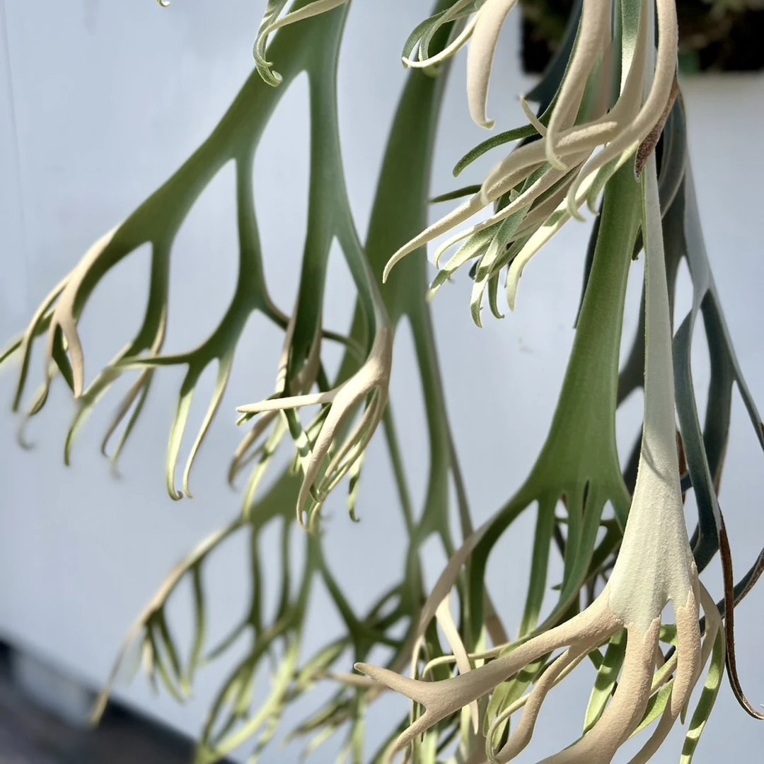 爪哇Foythong鹿角蕨孢子苗