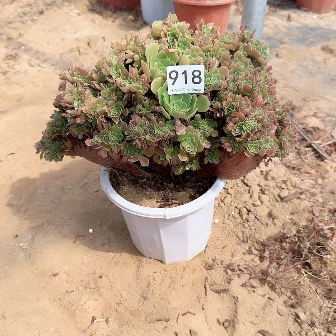 918火玫瑰朵朵一颗有伤