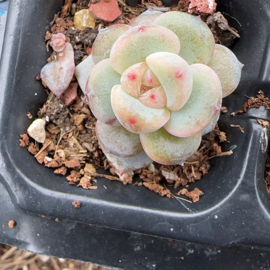 小卡拉米糖心一物一拍