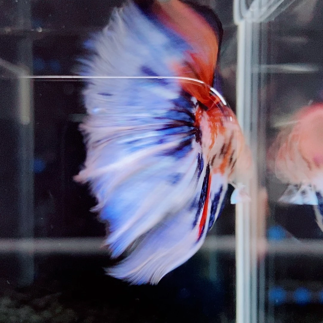 斗鱼黑309号a a a a a