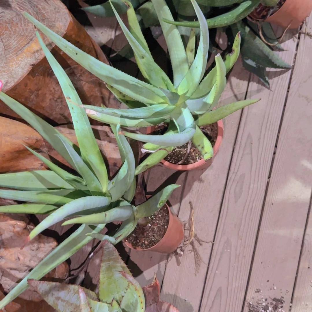 禁*。块根植物块根植物