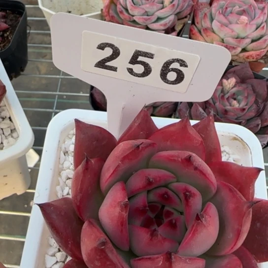 256阿姆斯壮一物一拍多肉