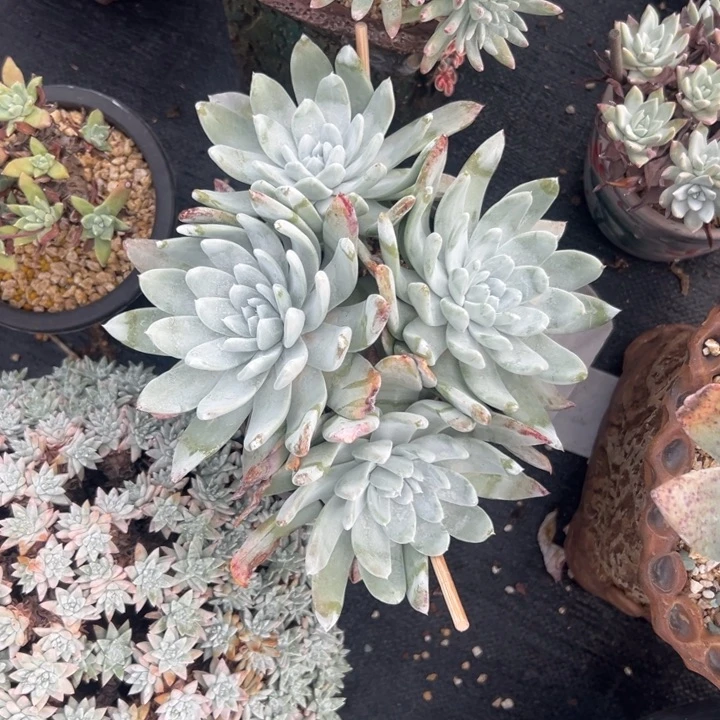 雪山杂～仙女杯342