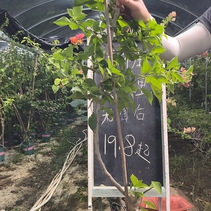 无花朵三角梅三角梅676