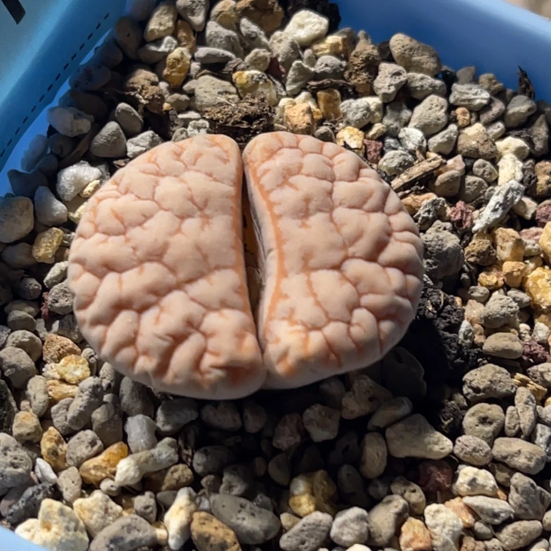 8010凹凸铁189一颗