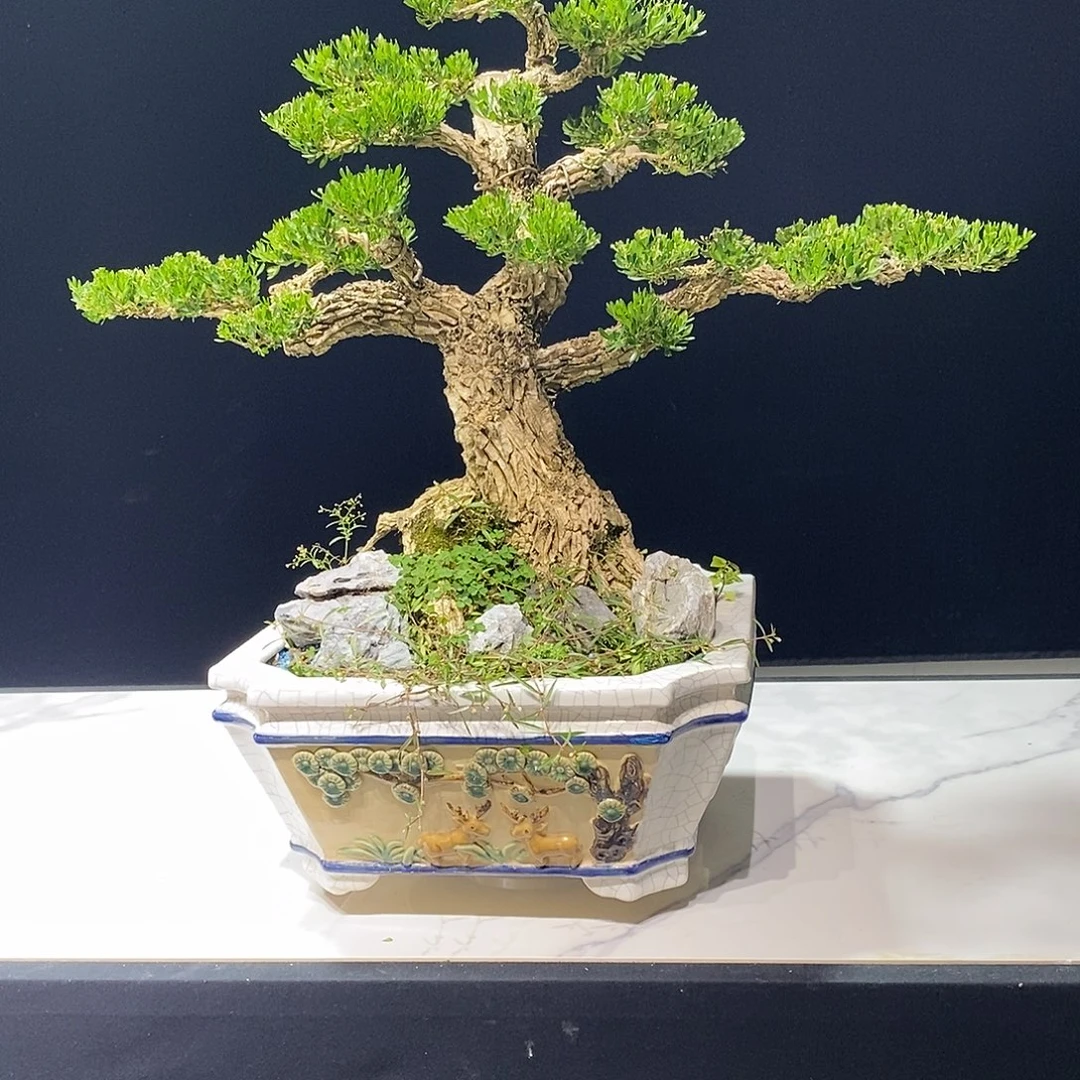 当前无花朵，栽培后可花朵