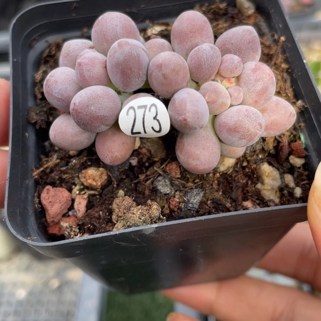 仙桃花奶酪多肉植物