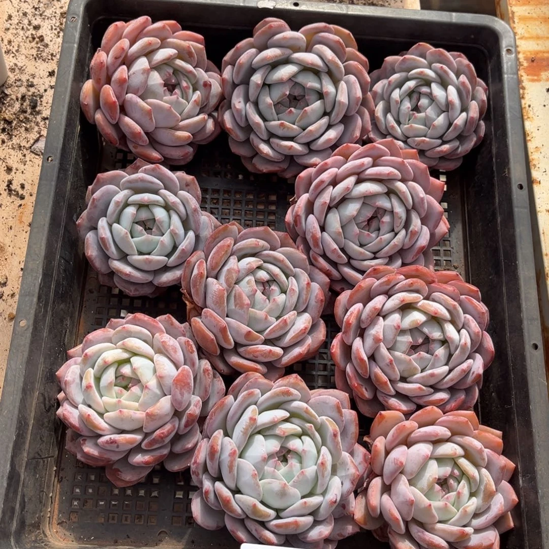 644号新疆西藏内蒙古不包邮的