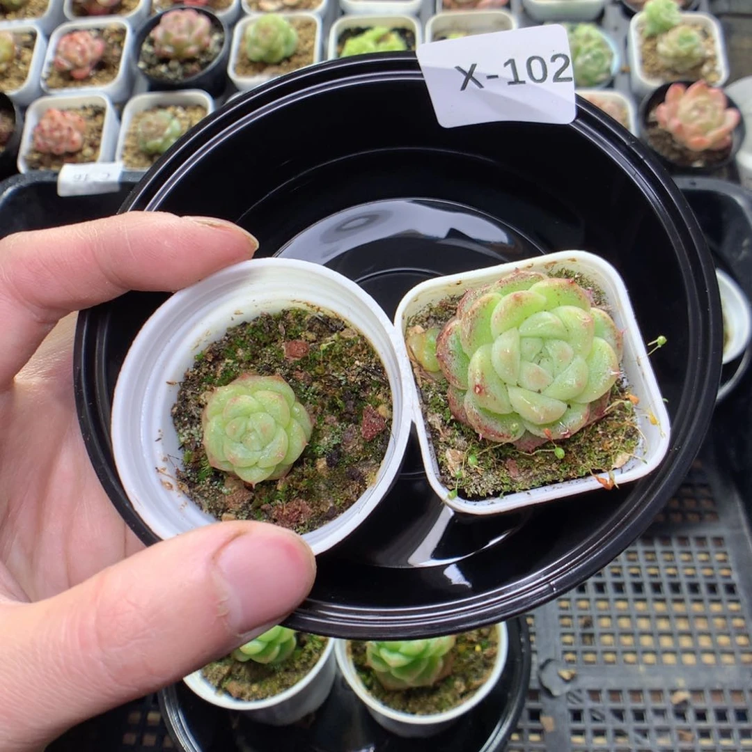 X102t y y y y y y y y y