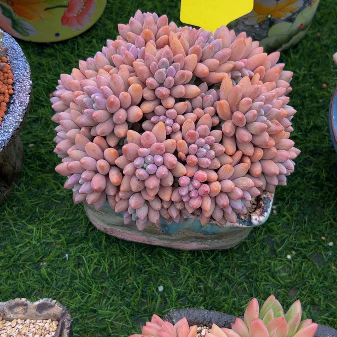 钱***-手捧花星带露多肉植物