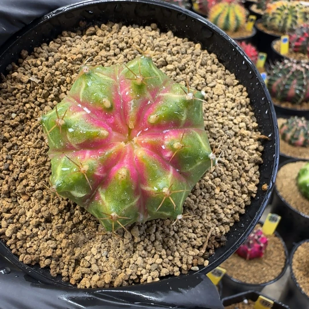 泰系实生轮回带盆土