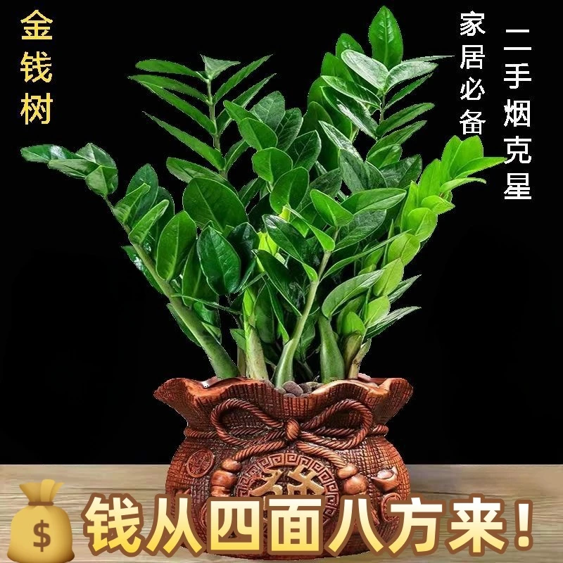 常青招财金钱树盆栽绿植花卉发财树植物树盆栽室内净化金钱树盆栽