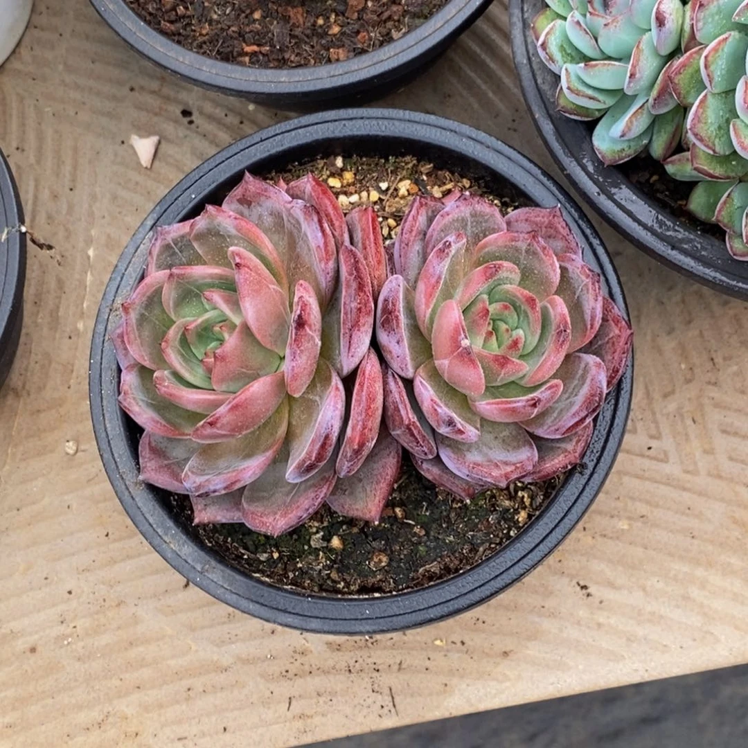 G*萍48包邮一物一拍多肉植物