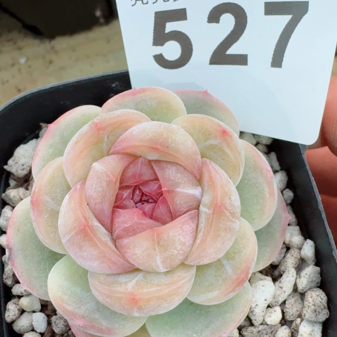 长相思         精品多肉