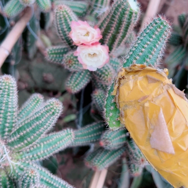 3白檀马尔文歪无根侧芽5公分左右20包邮