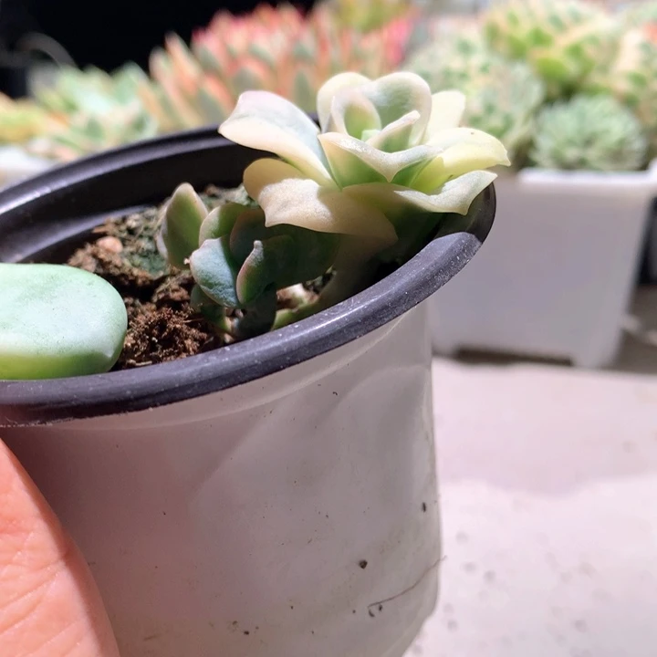 可爱玫瑰覆轮锦有根