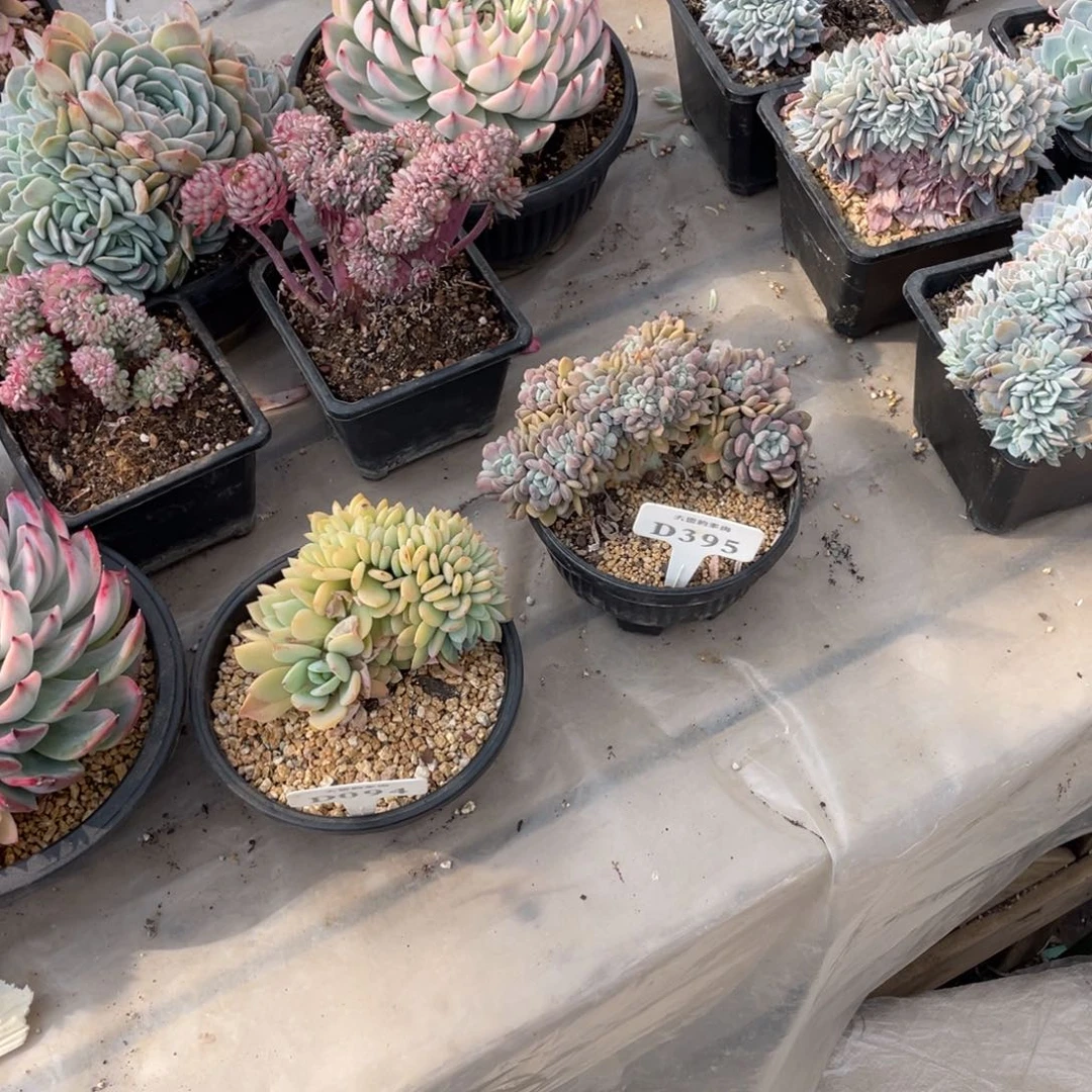 爱****?094395冰桃目光不带盆啦啦