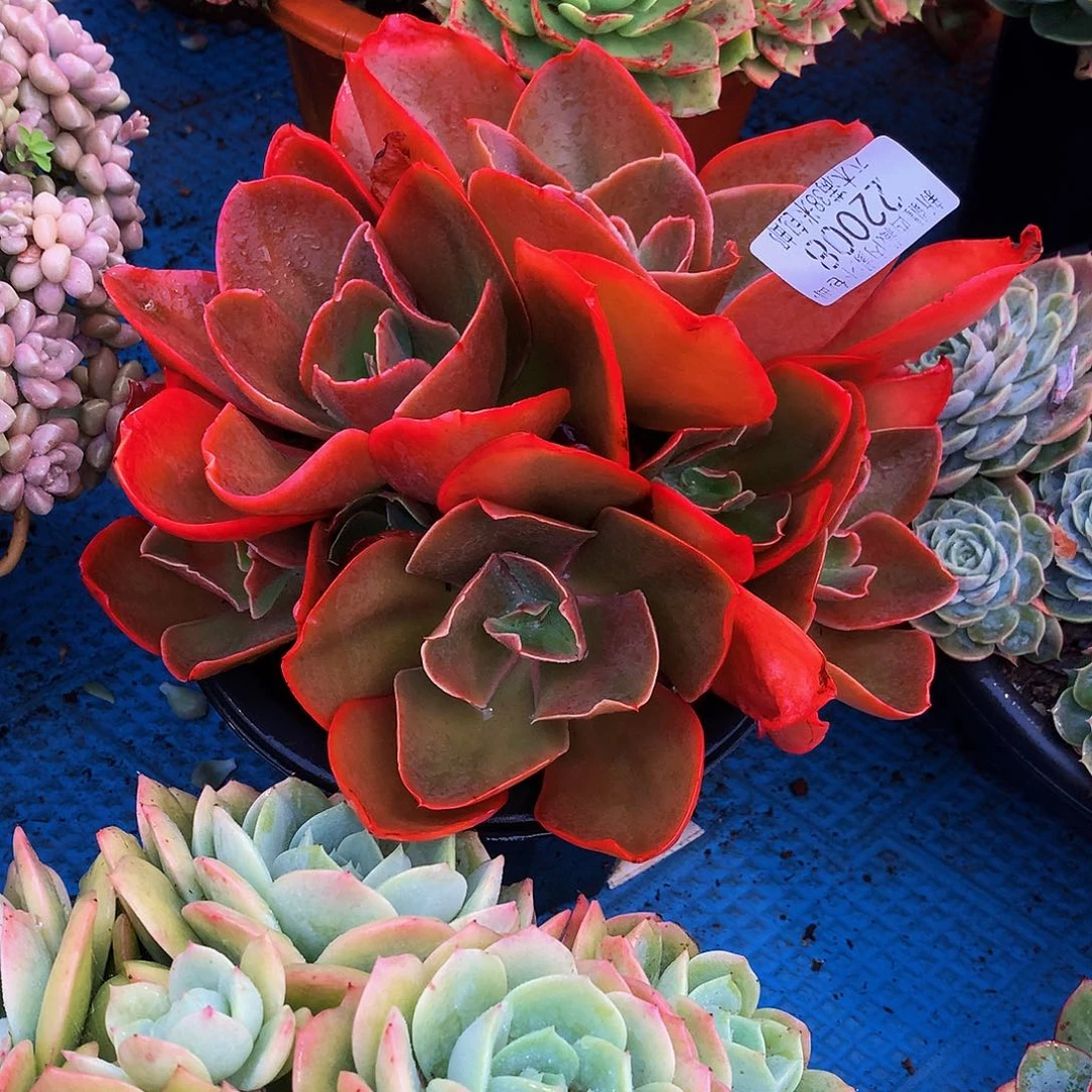 开***蓉   红酒酒杯多肉22008