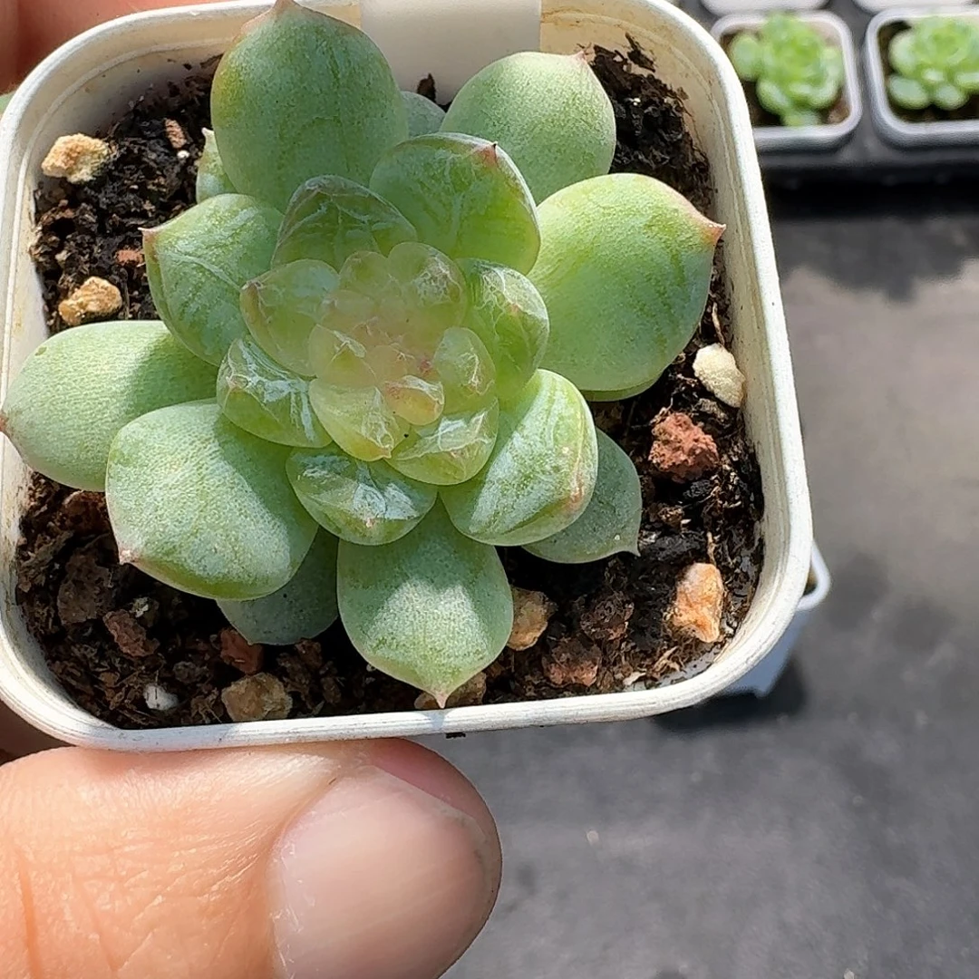 501号若梦单头多肉11111