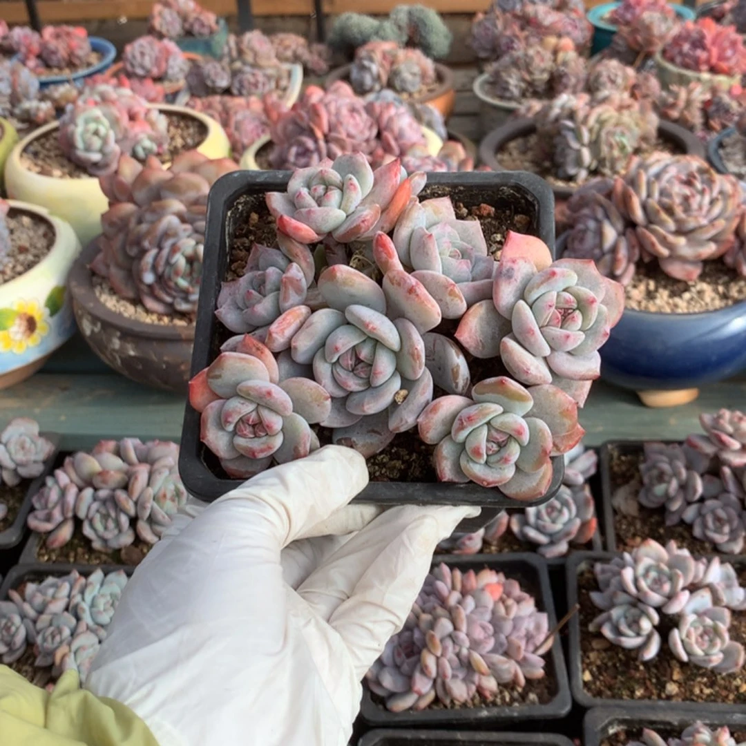 无花朵哈哈哈哈哈哈哈哈哈6