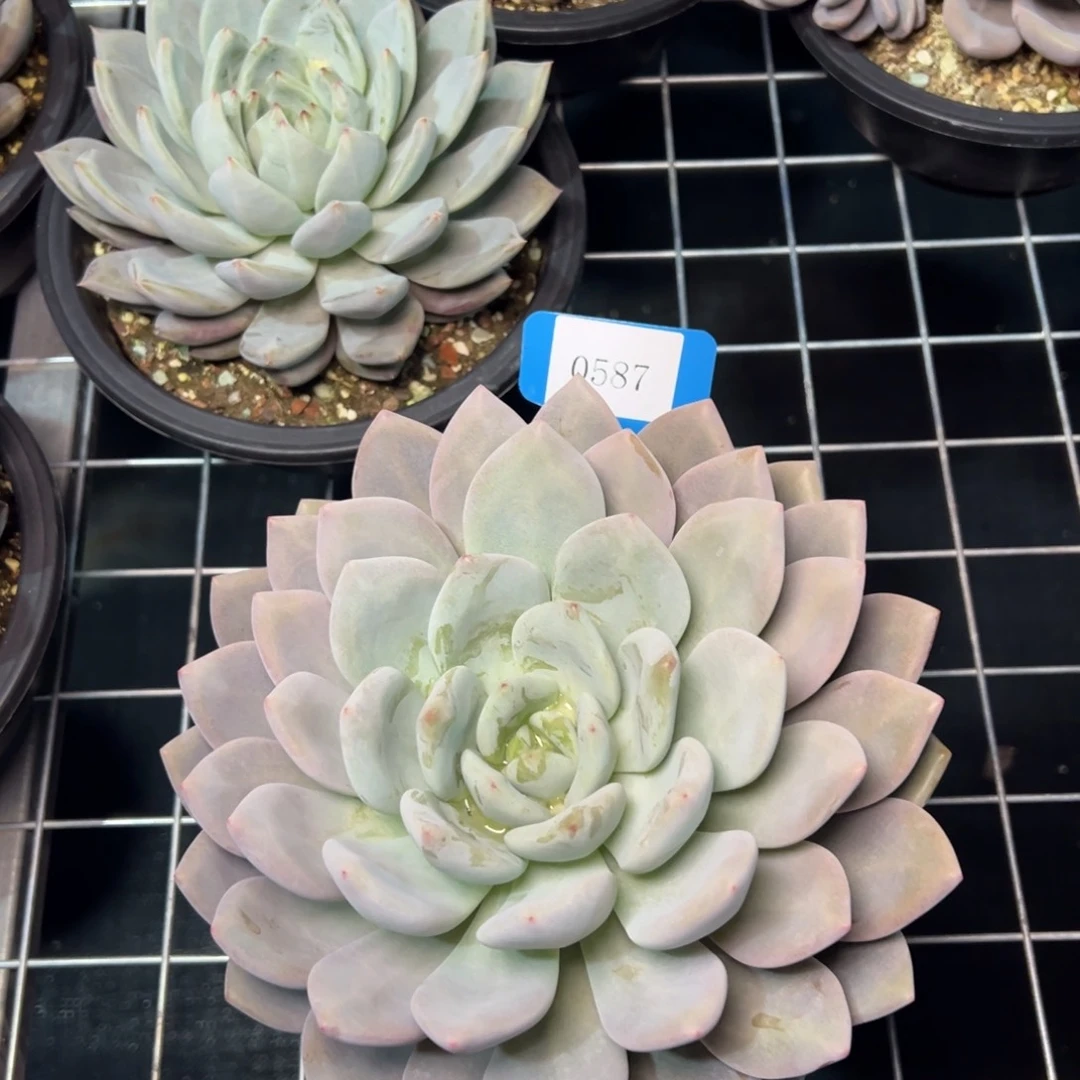 (****)0587肉多多哦多么多哦哟多么多哦