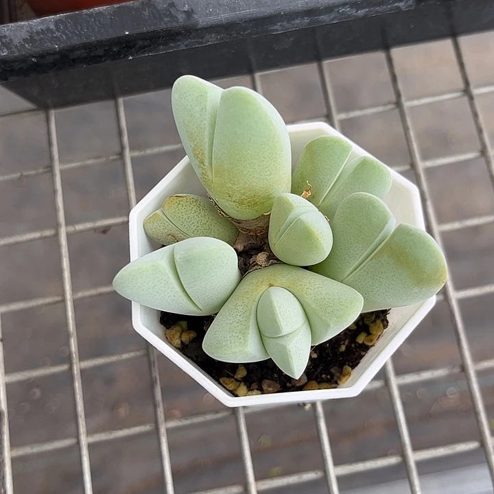 我的心好痛啊我的心